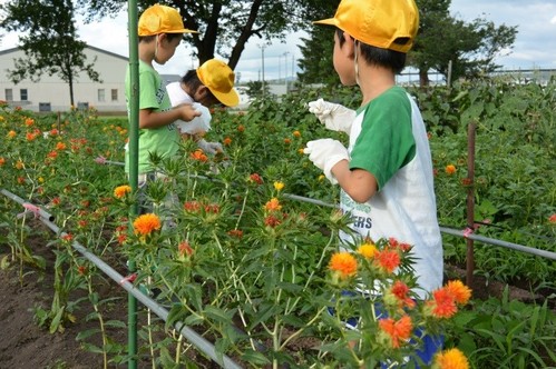 ふたば児童館　紅花つみ.jpg