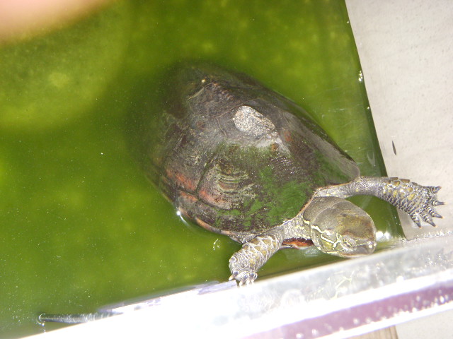DSCN0270.jpg