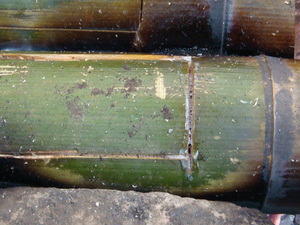 DSC00747.JPG