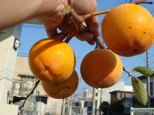 DSC01727.JPG